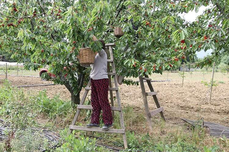 Tekirdağ Kiraz Festivali