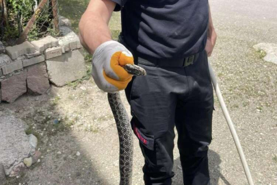 Apartmana giren yılanı itfaiye ekipleri yakaladı