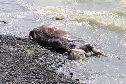 Sahile vuran ölü inek şaşkına çevirdi