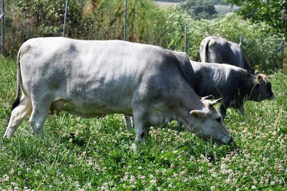 Yerli boz ırk sığırın gen kaynağı Bursa'da korunuyor