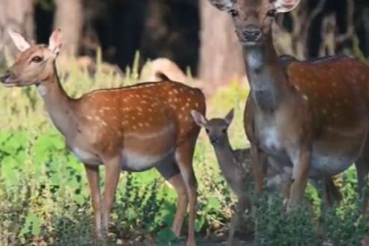 Yılın ilk alageyik yavruları görüntülendi