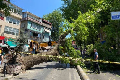 Asırlık çınar ağacı caddeye devrildi