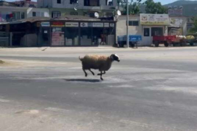 Bursa'da kurbanlık koç, trafiği birbirine kattı