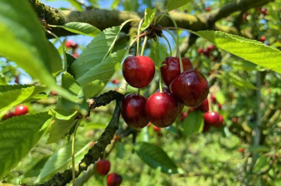 Bursa'dan Avrupa'ya kiraz ihracatı