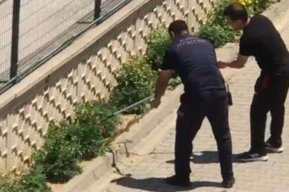 Bursa'da yılan paniği