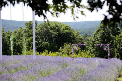 Lavanta yetiştiriciliğini meslek edindi