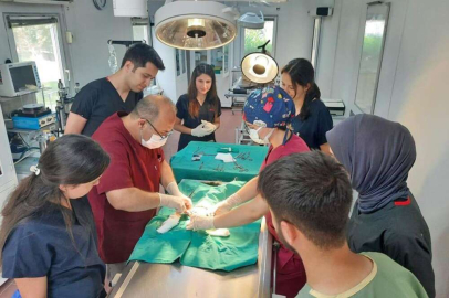Bursa'da yaralı kedi, yapılan operasyonla hayata tutundu