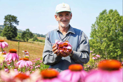 Şifalı bitki ekinezya, hasat için gün sayıyor