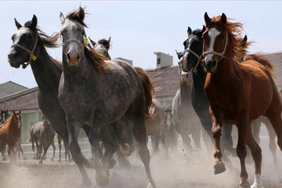 TİGEM, 66 baş safkan Arap koşu tayı satacak