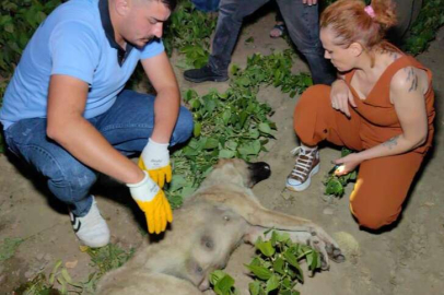 Bursa'da vahşet: Av tüfeğiyle öldürdüler