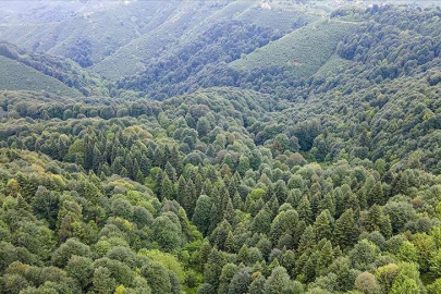 Sakarya'da ormanlık alanlara girişler  yasaklandı