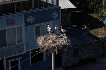 Yaren leylek ve yavruları, Bursa'ya veda edecek
