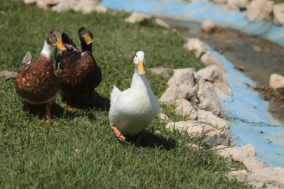 Emekli hayvanlar Bursa'da dinleniyor
