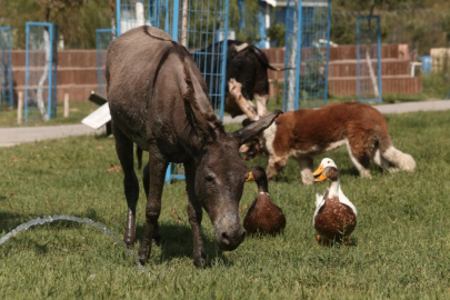 Orman yangınında zarar gören eşek Bursa'da emekli oldu