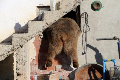 Evcilleşen ayılar doğayı tehdit ediyor