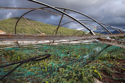 TARSİM çiftçilere kalkan oluyor