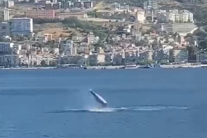Gemlik Körfezi’nde yunusların şovu izleyenleri büyüledi