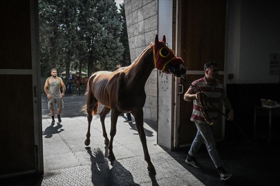 Paha biçilemeyen atlar bu hastanede tedavi ediliyor