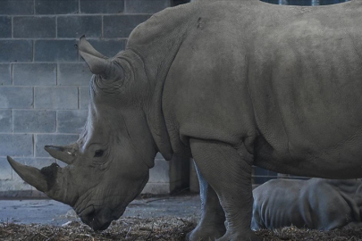 2 bin gergedan, doğaya salınacak