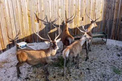 Türkiye’nin ‘Maldivleri’ Salda Gölü kızıl geyiklerine kavuştu