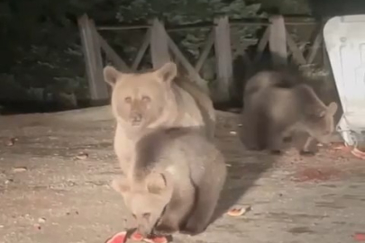 Uludağ'da yiyecek arayan ayı ailesi görüntülendi