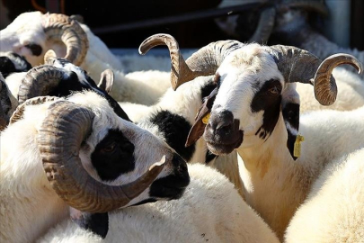 Üreticiler, erken ödemeden memnun