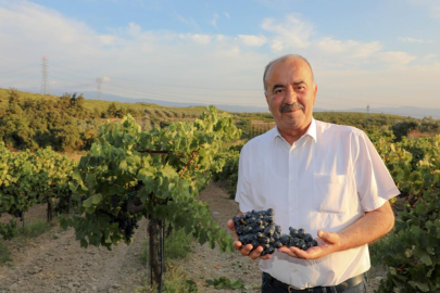 Mudanya’da bağbozumu zamanı