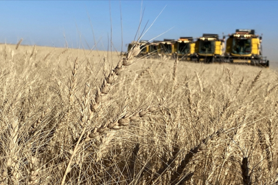 TİGEM işletmeleri hububat hasadında rekor kırdı