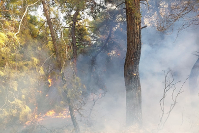 Manavgat'ta orman yangını
