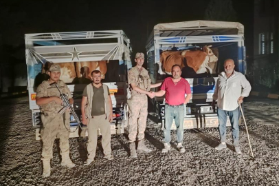 Çaldığı büyükbaş hayvanı satarken yakalandı