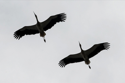 Leyleklerin erken göçü, sert geçecek kışın habercisi mi?