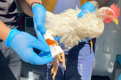 Alo 112 Acil, tavuğum yaralandı