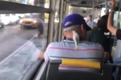 Ensesine konan muhabbet kuşuyla böyle seyahat etti