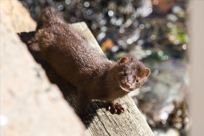 Finlandiya'da kuş gribi paniği
