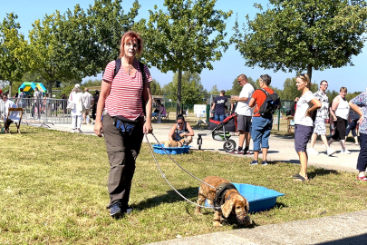 İngiltere'de, sahiplenilmeyen köpekler uyutuluyor