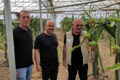 Mudanya'da ejder meyvesi yetiştirdi