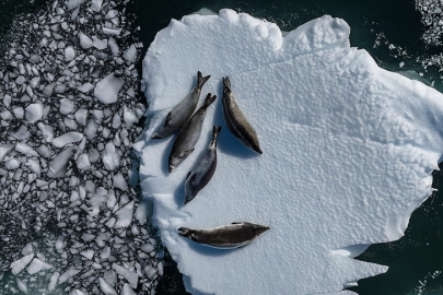 Antarktika'daki buzullar her geçen gün eriyor