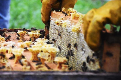 Doğu Karadeniz'in bal ihracatı 2,1 milyon doları buldu