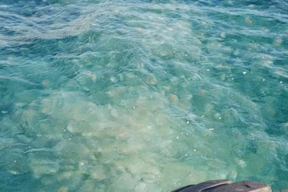 Güney Marmara'da denizanası istilası