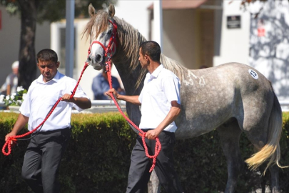 "Başaran tay"ın satışından TİGEM rekor gelir sağladı