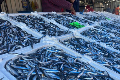 Deniz suyunun sıcaklığı tezgahları bunaltıyor