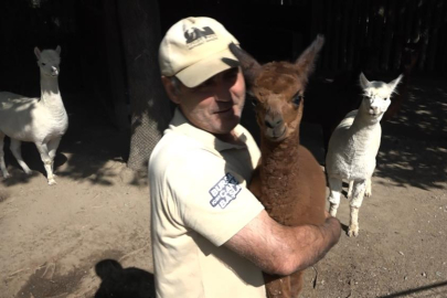 Yavru alpaka Bursa'nın neşe kaynağı oldu