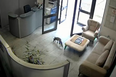 Bursa'da tilki paniği: Ortalığı birbirine kattı