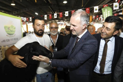 İnegöl'de küçükbaş hayvancılık festivali başlıyor