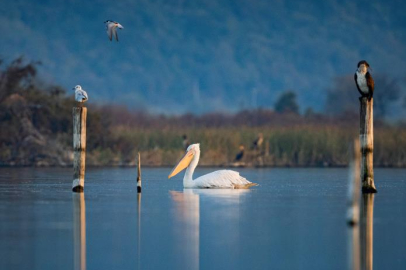 Tepeli pelikanlardan görsel şölen