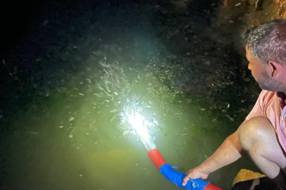 İznik Gölü’ne 2 milyon 200 bin sazan salındı