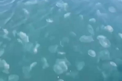 Bursa'da denizanası istilası