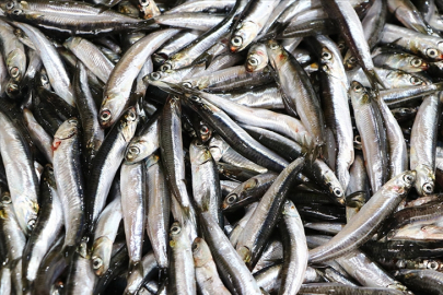 Hamsi  25 ülkede alıcı buldu