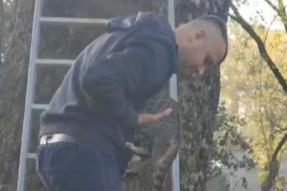 Ağaçta mahsur kalan kediyi ekipler kurtardı