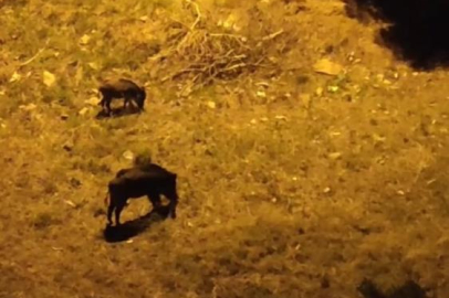 Bursa'da domuz sürüsü şehir merkezine indi